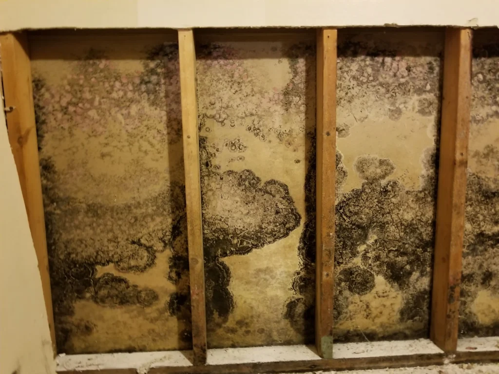 Mold Remediation